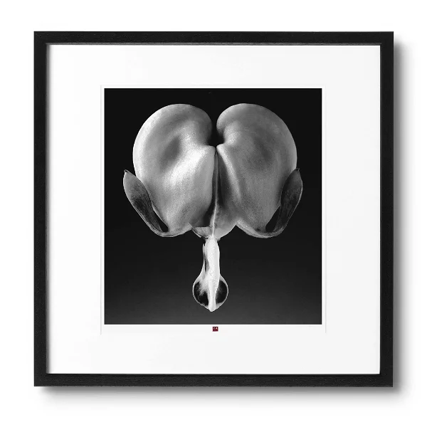 art-photography-flower-of-truth