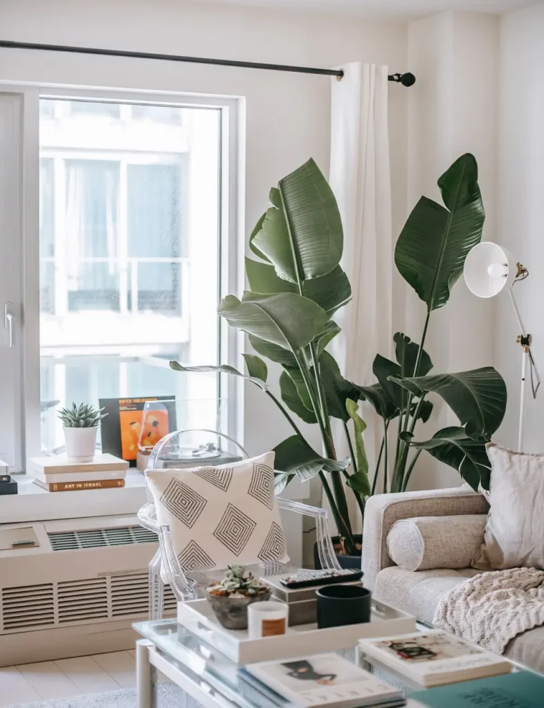 des plantes pour décorer votre maison