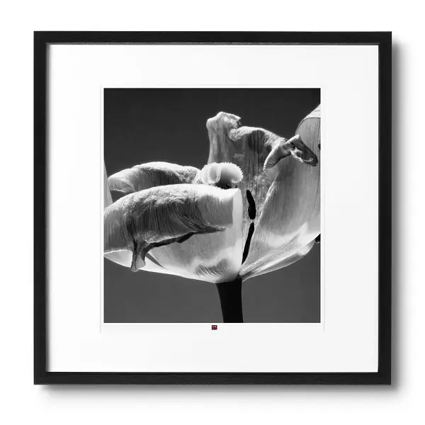 art-photography-flower-of-cordiality-1